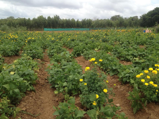 Find out why we use Marigold flowers at our Organic Farms