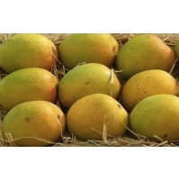 Mango - Devgad Alphonso (3-4 days to ripen)