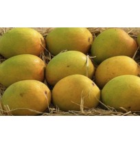 Mango - Alphonso (3-4 days to ripen)  - From Kerala