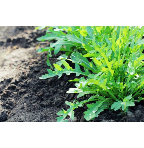 Seeds - Arugula Rocket Salad
