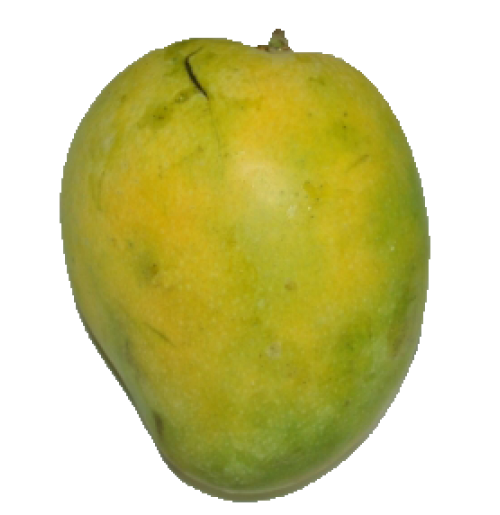 Mango - Banganapalli (Will ripen in 3-4 days)
