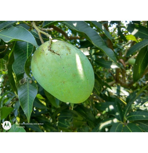 Mango - Bhadiya Malda  (wont turn full yellow, from Bihar)