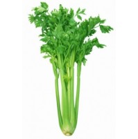 Celery (Smaller Sized)