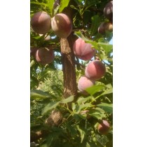 Plums Frontier  (From Himachal, 500gm Box)