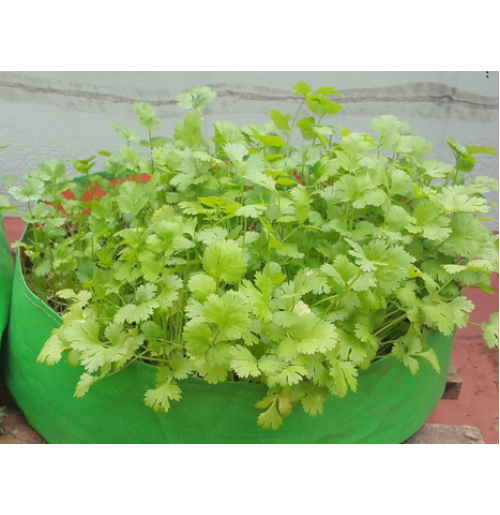 Greens Kit - Everything you need to grow Greens at home