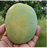 Mango - Himsagar (from Bihar, ripen in 2-3 days)