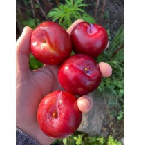 Plums (Red Bute, From Himachal, 500gm Box)