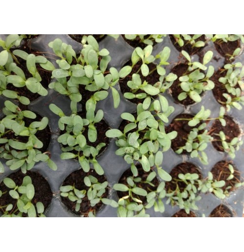 Micro Greens - Alfalfa (Live Plant)