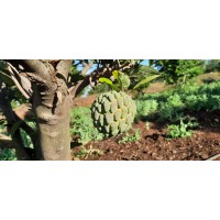 Custard Apple from Maharastra