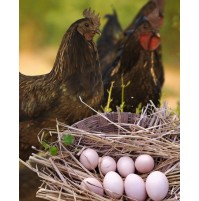 Kadaknath Eggs (Desi, Free Range) - 6 Pcs Box