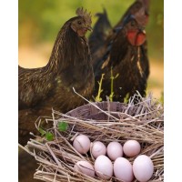 Kadaknath Eggs (Desi, Free Range) - 6 Pcs Box