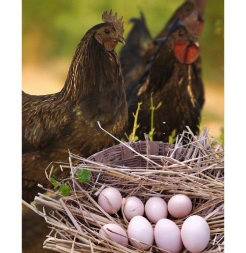 Kadaknath Eggs (Desi, Free Range) - 6 Pcs Box