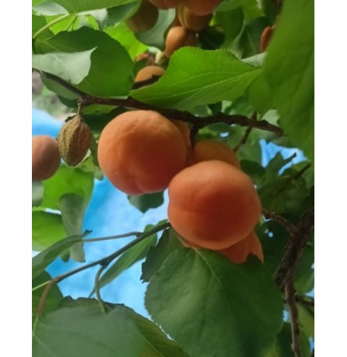 Halman Apricot (from Ladakh, 250gms)