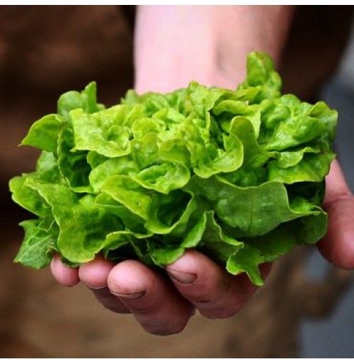 Seeds - Tom Thumb Lettuce - Butterhead