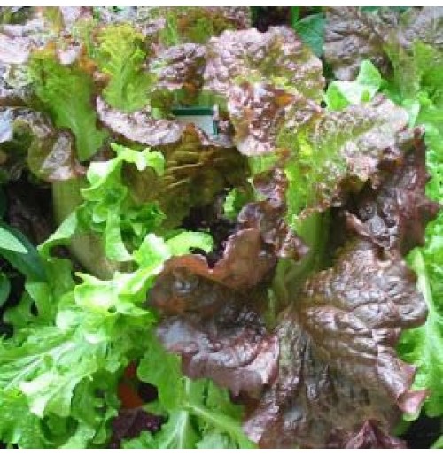 Seeds - Lettuce Colour Leaf Mix