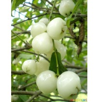 Malaysian Apple Green