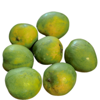 Mango - Malgova (ripen in 2-3 days)