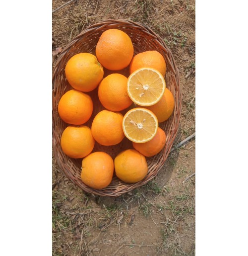 JAFFA Malta Orange 