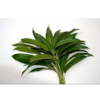 Mango Leaf Bunch