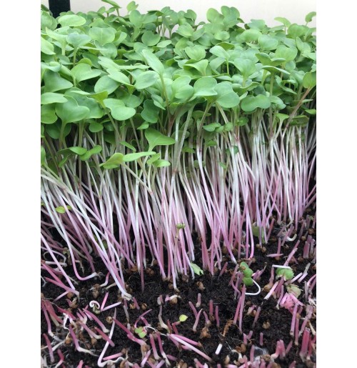  Micro Greens - Pink Raddish  (50gms, Harvested)