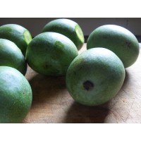 Pickle Mango - Gadhamar Variety