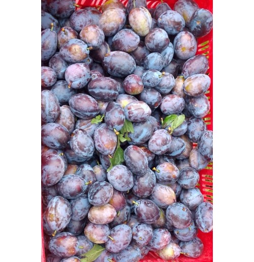 Prune Plums (From Himachal, 650gm Box)