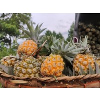 Queen Victoria Pineapple from Manipur (500-700gms per pc)