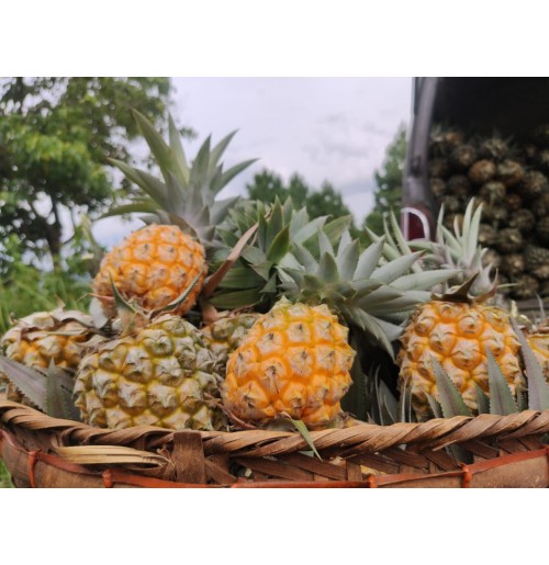 Queen Victoria Pineapple from Manipur (400-600gms per pc)