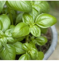 Seeds - Green Basil
