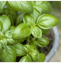 Seeds - Green Basil