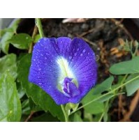 Seeds - Shankhpushpi (blue pea flower, 10 seeds)