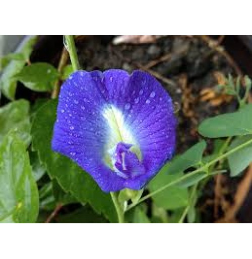 Seeds - Shankhpushpi (blue pea flower, 10 seeds)