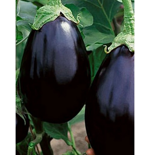 Seeds - Black Beauty Eggplant