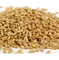 Whole Wheat Kernel