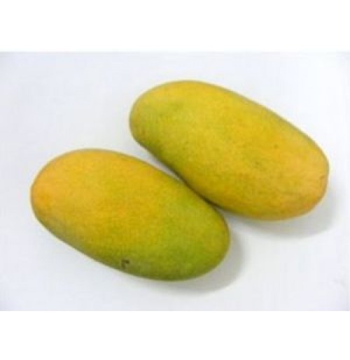 Mango - Amrapali (RIpen 2-3 days)