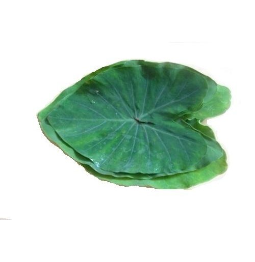Fresh Arbi (Colocasia) Leaves (Pack of 5)