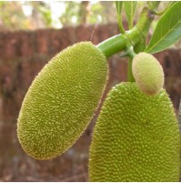 Baby Jackfruit