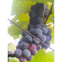 Bangalore Blue Grapes (with Seed) 