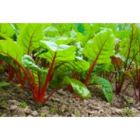 Baby Beetroot Leaves