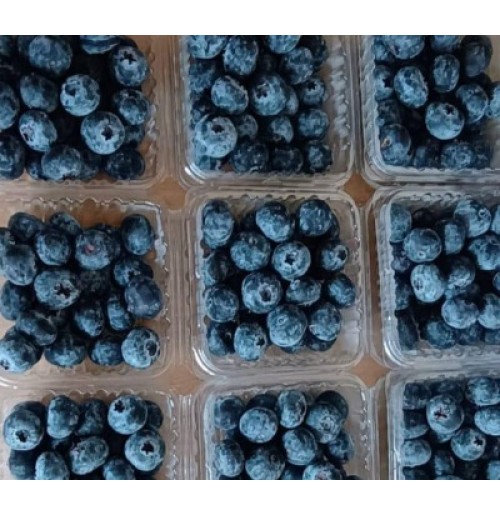 Blueberry (110gm per box)