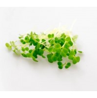 Micro Greens - Broccoli (Harvested, 50gms)