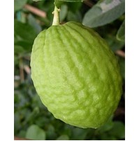 Citron (Hirali Kayi)