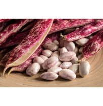 Cranberry Beans ( Borlotti Beans )