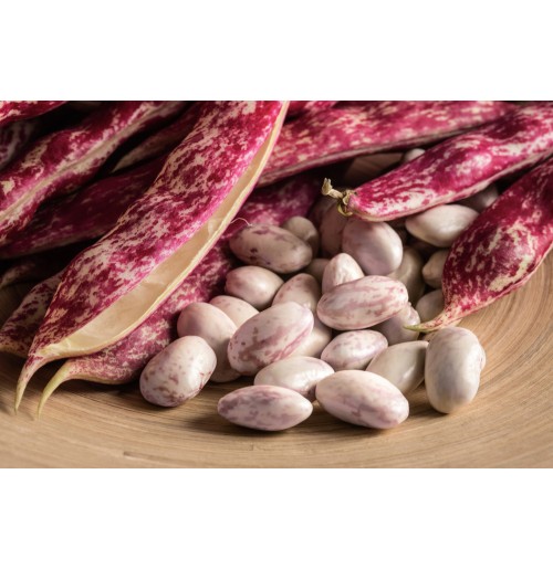 Cranberry Beans ( Borlotti Beans )