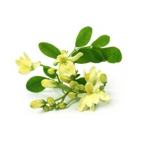 Moringa (Drumstick) Flowers (100gm, packed in plastic box)