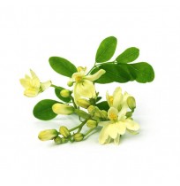Moringa (Drumstick) Flowers (100gm)
