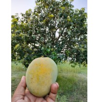 Mango - Dudhiya Malda (from Bihar, does not turn full yellow)