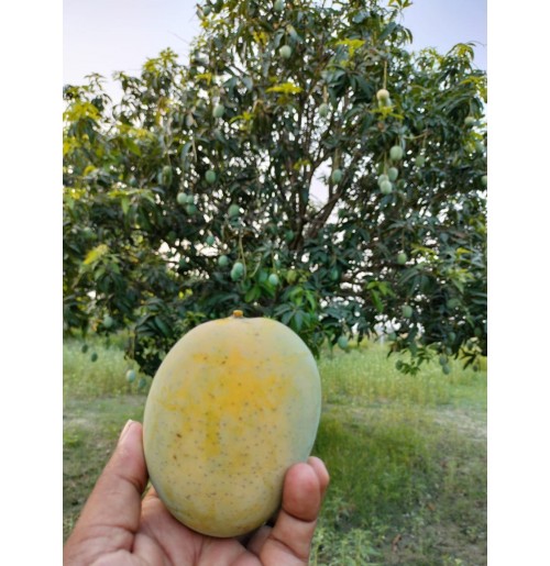 Mango - Dudhiya Malda (from Bihar, does not turn full yellow)