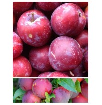 Plums Fortune  (From Himachal, 500gm Box)