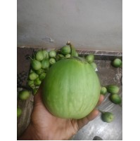 Gulla Brinjal 